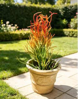 Fire Sticks Euphorbia in Decorative large ceramic Pot