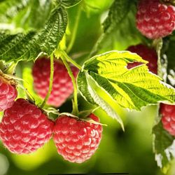 Everbearing Red Raspberry Plants