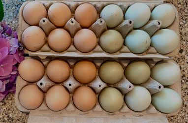 Silver Lavender Silkie Hatching Eggs