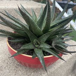 Garden Decor 