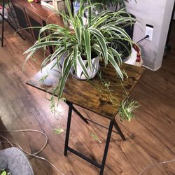 Spider Plant 🪴 w/ Lots Of Baby Streamers