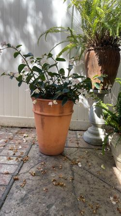 Begonia and pot