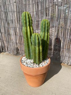 San Pedro Cactus