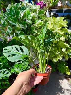 Plants (4”pot🌿Monstera Adansonii “swiss cheese “ $10 each)