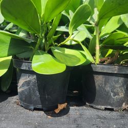 Beautiful Clusias Plants For Privacy!!! 1 Feet Tall!!! Fertilized 