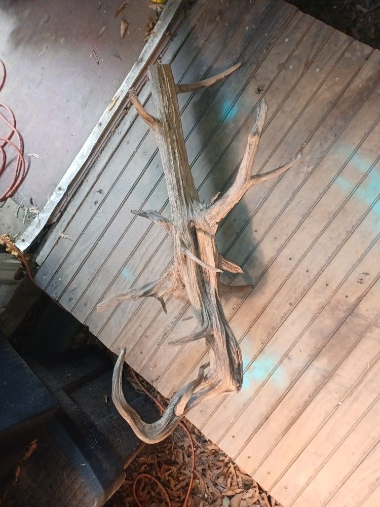 Driftwood Root