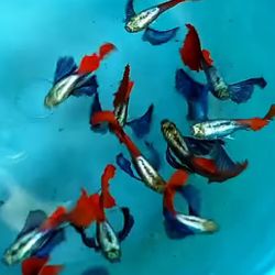 Fake Guppies- Breeding Pair 