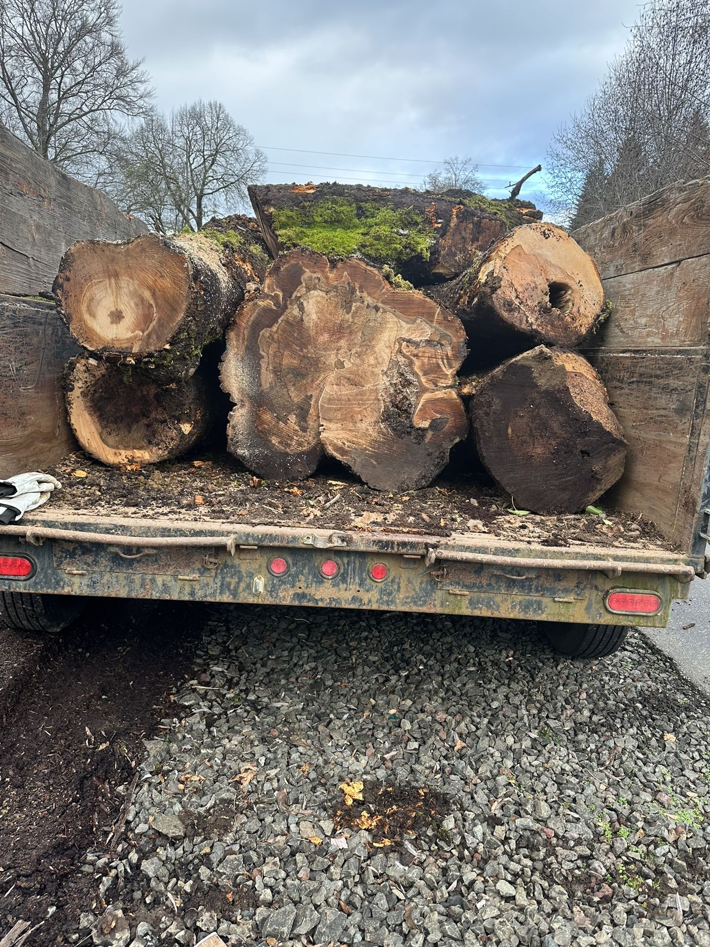 Trailer Load Maple Logs 
