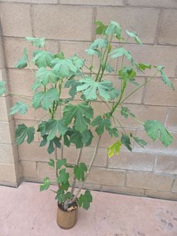 Chaya Plant Medesinal