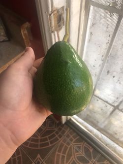 Avocados