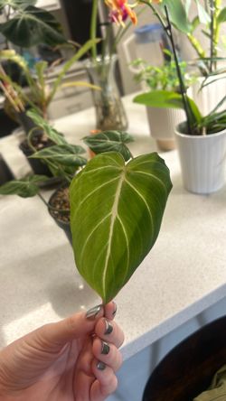 philodendron gloriosum