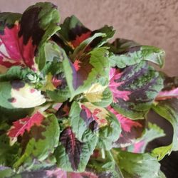 Beautiful Colorful Coleus Plant One Gallon 