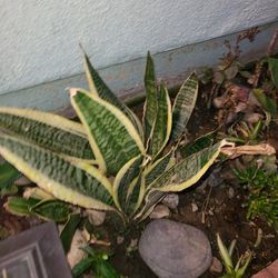 Snake Plants, Check Out My Garden. Moving Everything Must Go! 