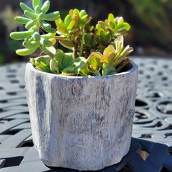 Beautiful Succulent in Nature Faux Wood Textured Ceramic Pot
