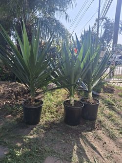 Planta flor de izote.