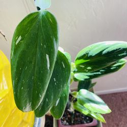 Standleyana Varigated 