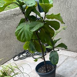 Fiddle Leaf Fig Plant