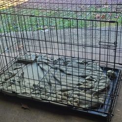 Dog Cage Size 	36"L x 22"W x 24"H