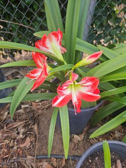 Amaryllis Plants