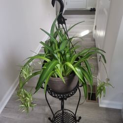 spider plant in a pot