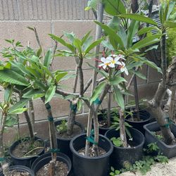 Plumeria