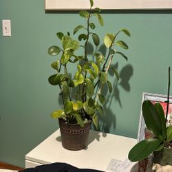 Plant