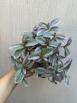 4” mini nanouk