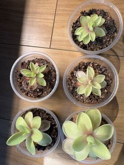 Pinguicula Razzberry Blonde