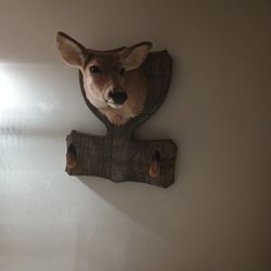 Doe Shoulder Mount With Hooves