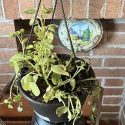 variegated Peperomia