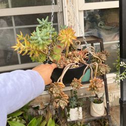 Hanging Plant