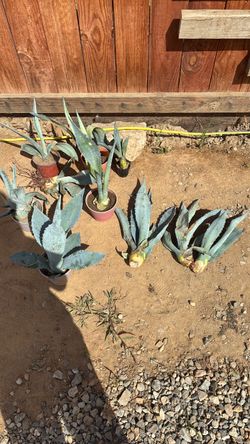 Blue agave