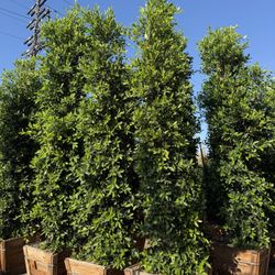 Ficus Nitida Indian Laurel Hegde