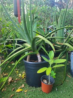 $20 Aloe plant 