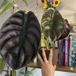 Alocasia Cupria