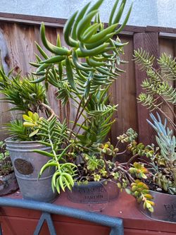 Various succulents in tin planters