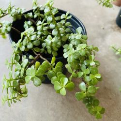 JADE PLANTS ELEFANTS FOOD MILLONARIA PLANTAS HERMOSAS LISTA PARA TRASPLANTAR 
