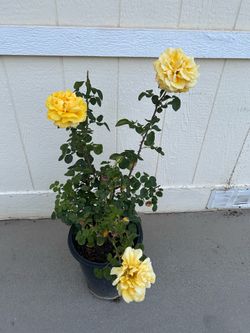 Double yellow Rose in 5gl.