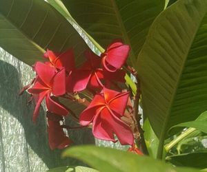 Red plumeria 12 inch pieces each for $20