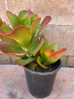 Kalanchoe Dragonfire suculent Plant