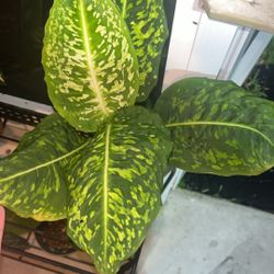 Diffenbachia Reflector In Green And White Ceramic Pot