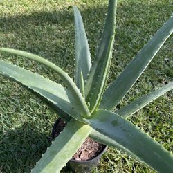 Organic ALOE VERA plant, healthy, green, 15”-17” size of the Leafs