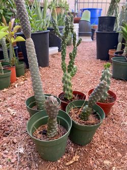 CACTUS