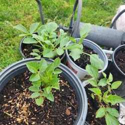 Dahlia Plants