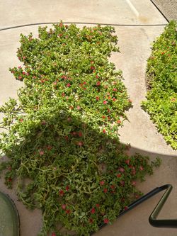 Ground cover