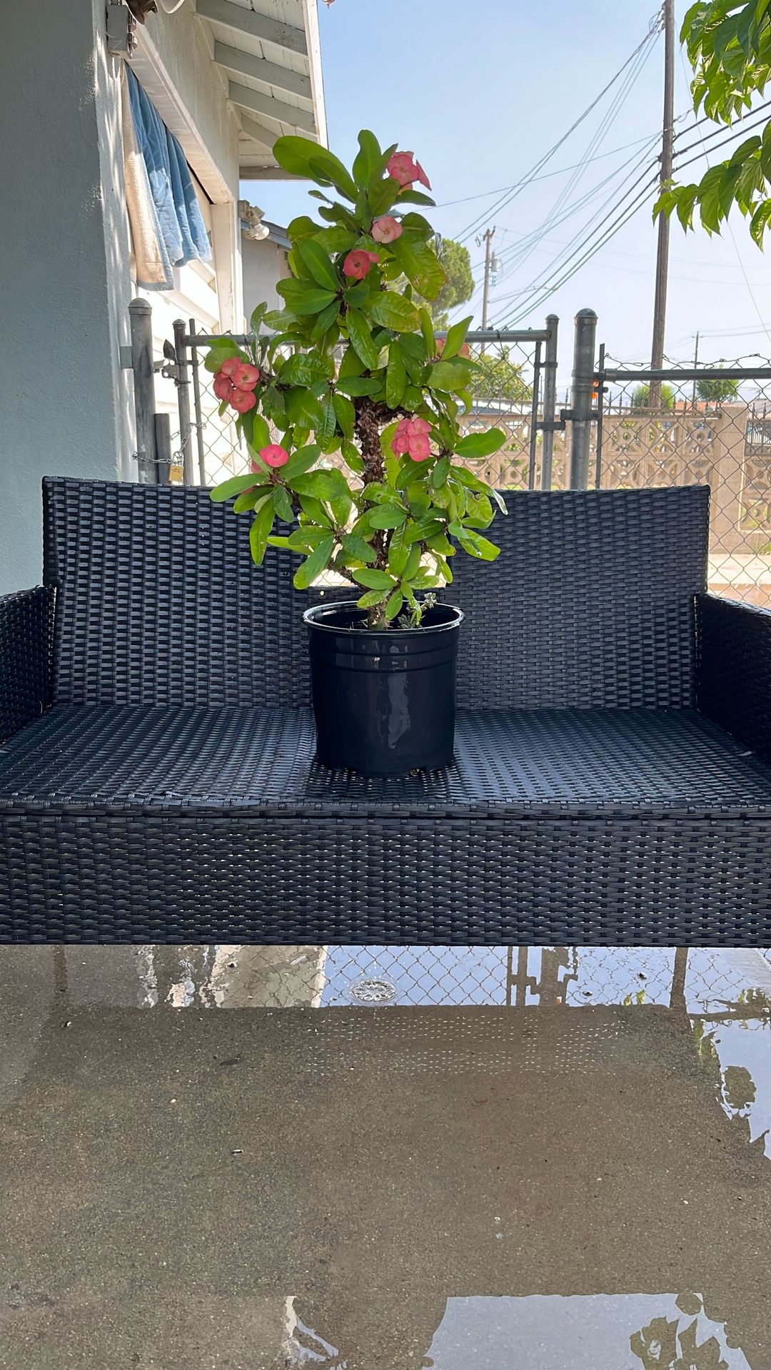 Crown Of Thorns , Christ Plant