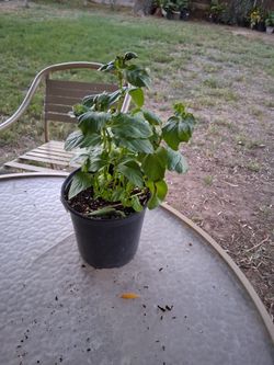 Albahacar (basil) $7
