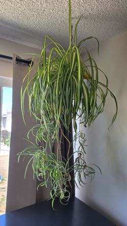 Hanging Spider Plant With Lots of Pups
