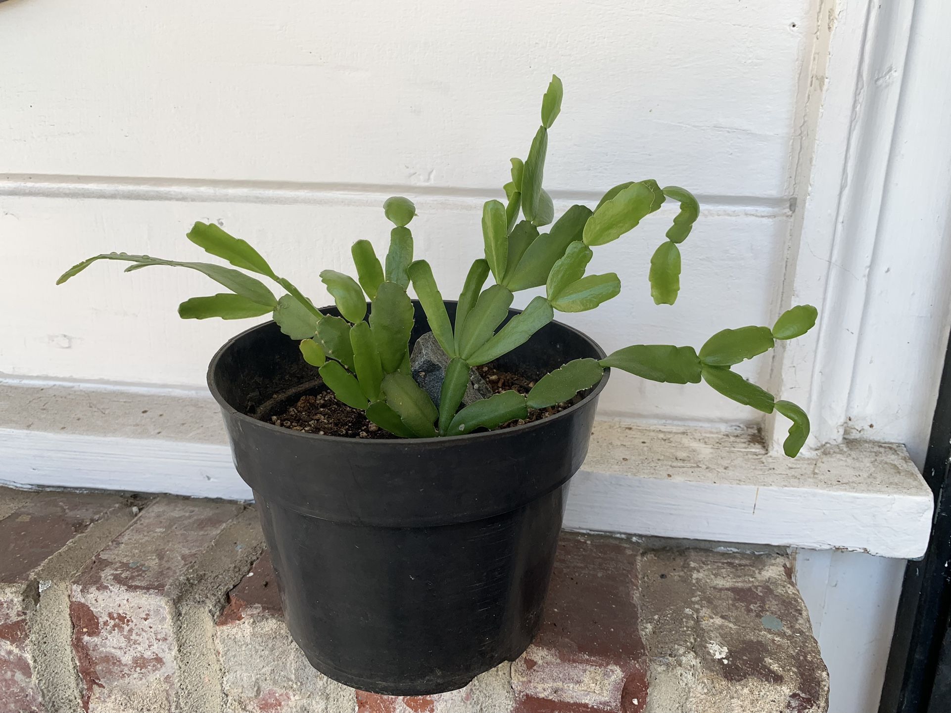 Christmas Cactus And Aloe Vera Plant