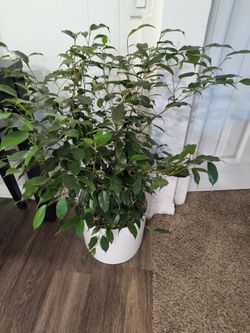 1-3'- Ficus & 1- white container